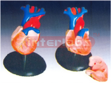 Life-Size Heart Model